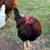 Rooster needs a new flock 9 thumbnail