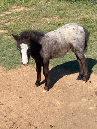 Mini app stud 2 months old pony 1