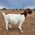 Boer Goats 5 thumbnail