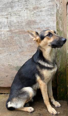 German shepherd female rehome (loganville)63739476511617122