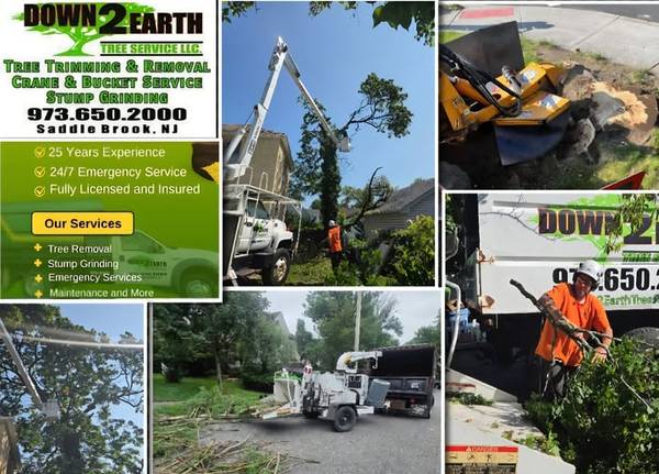 STUMP GRINDING SERVICES NORTH JERSEY 1