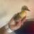 Ducklings 5 thumbnail