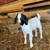 Boer Bucklings 2 thumbnail