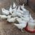 White leghorns pullets/chickens 4 thumbnail