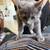 KITTENS FOR HOME 10 thumbnail