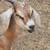 Nubian buckling 1 thumbnail