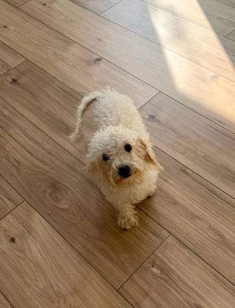 Mini poodle 1