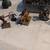 Painted minis 2 thumbnail