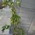 Schefflera plants 1 thumbnail