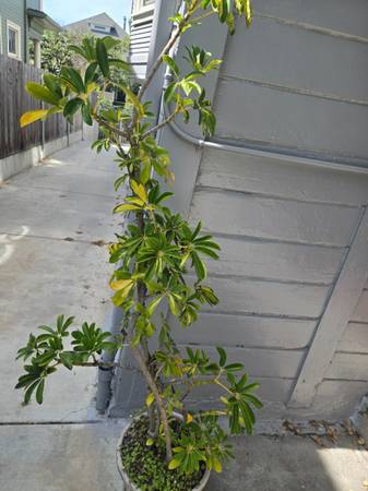 Schefflera plants 1