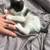 Tuxedo kitten 14 thumbnail