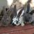 Rex (not mini) rabbits 1 thumbnail