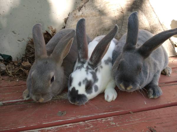 Rex (not mini) rabbits 1