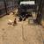 Ducks & chickens 3 thumbnail