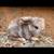 Bunny 1 thumbnail