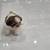 Shih Tzu 8 thumbnail