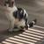 Kitten 1 thumbnail