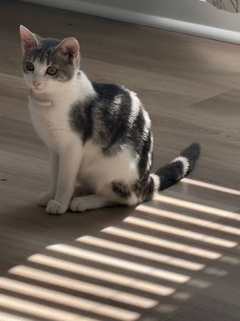 Kitten 1