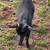 Nigerian Dwarf Does 6 thumbnail