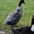 Roosters & ducks 2 thumbnail