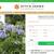 Agapanthus Bare Root Plants 2 thumbnail