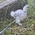 Silkies! 2 thumbnail