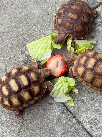 Sulcata Tortoise 1