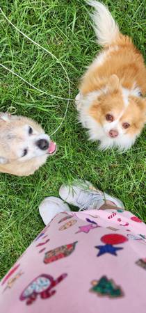 Found pets 1