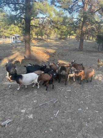 Nigerian dwarf goats 1