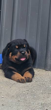 Rottweiler489740981104158723