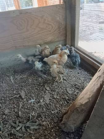 Chicks 1