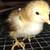 Chicks buy 5 get one free 10 thumbnail