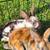 Mini Rex bunnies 7 thumbnail