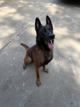 Bélgica Malihios (Brentwood / Oakley)