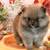 Pomeranian Pumpkins 17 thumbnail