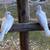 Doves 3 thumbnail