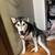 Iris lost dog 17 thumbnail