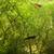 Red Cherry Shrimps +platys +guppies +minnows+snails +g.grass 2 thumbnail