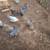 Laying hens 1 thumbnail