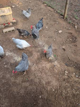 Laying hens 1