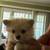 Pomeranian 7 thumbnail