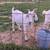 Goats - Wethers for Sale 3 thumbnail