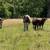 Miniature & Mid Jersey yearling BULLS 5 thumbnail