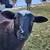 Katahdin Sheep 1 thumbnail