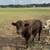 PDCA Registrable Dexter Yearling Bulls 4 thumbnail