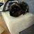 Guinea pigs 1 thumbnail
