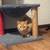 2 adult cats & 3 kittens 4 thumbnail