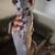 Sphynx Cats in Baltimore 1 thumbnail