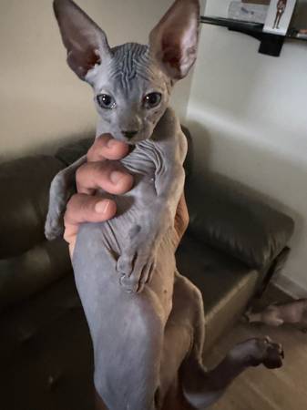 Sphynx Cats in Baltimore 1
