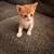 ***  3 free kittens *** 3 thumbnail